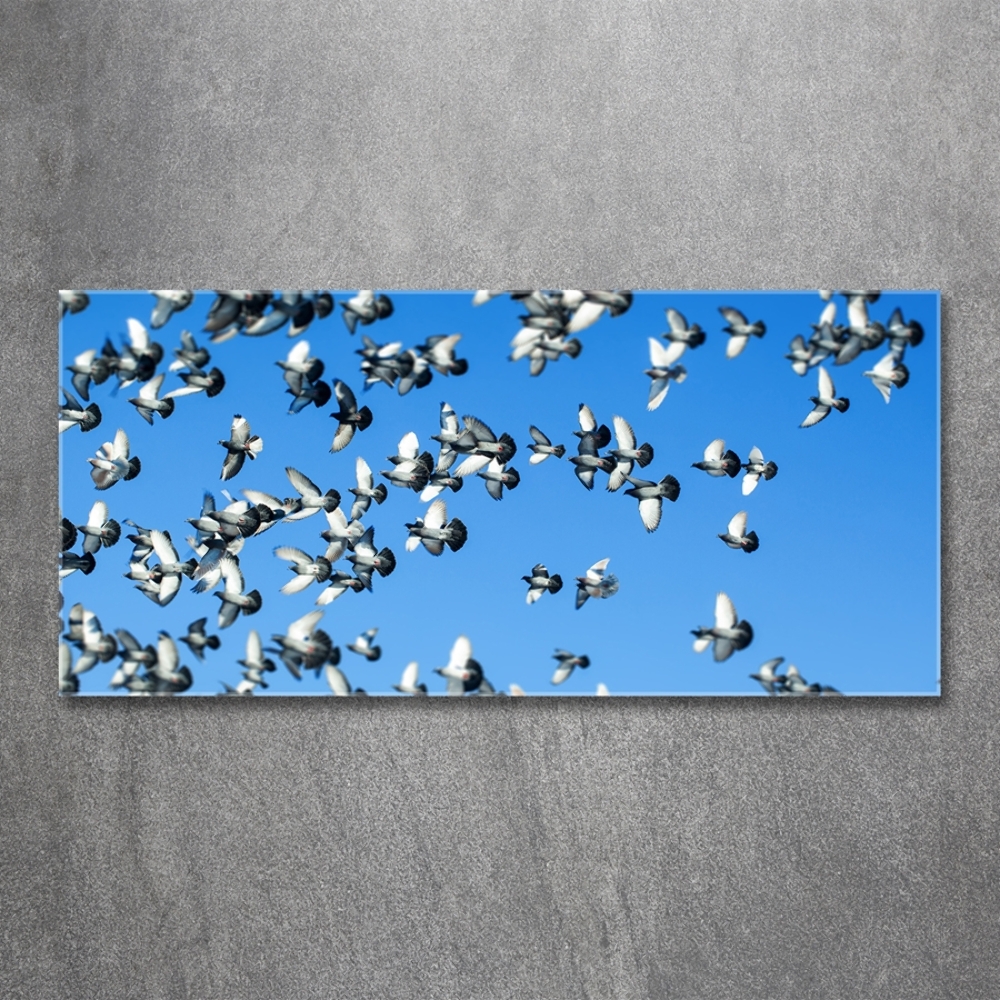 Tableau sur verre Troupeau de pigeons