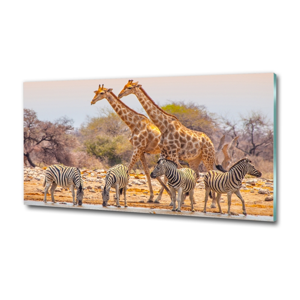 Tableau photo sur verre Girafes et zèbres