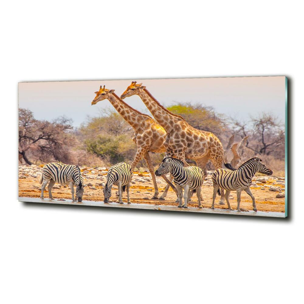 Tableau photo sur verre Girafes et zèbres