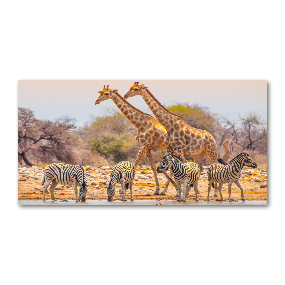 Tableau photo sur verre Girafes et zèbres