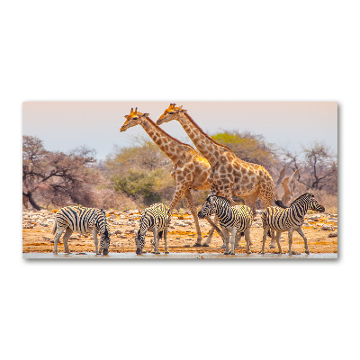 Tableau photo sur verre Girafes et zèbres