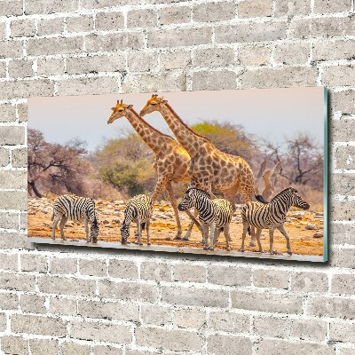 Tableau photo sur verre Girafes et zèbres