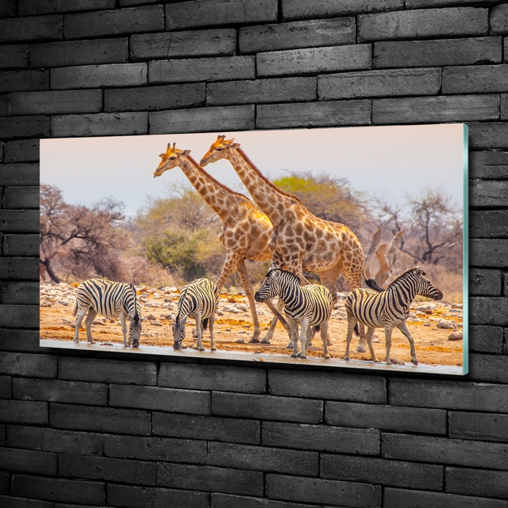 Tableau photo sur verre Girafes et zèbres