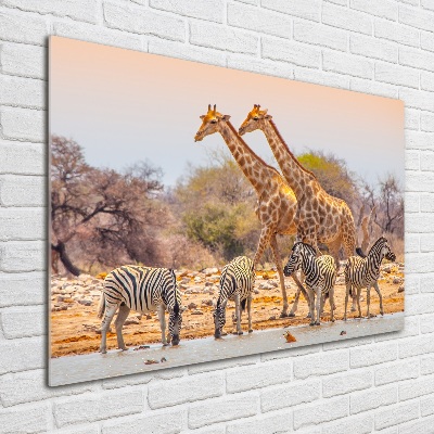 Tableau photo sur verre Girafes et zèbres