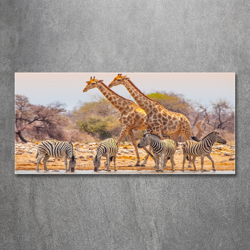 Tableau photo sur verre Girafes et zèbres