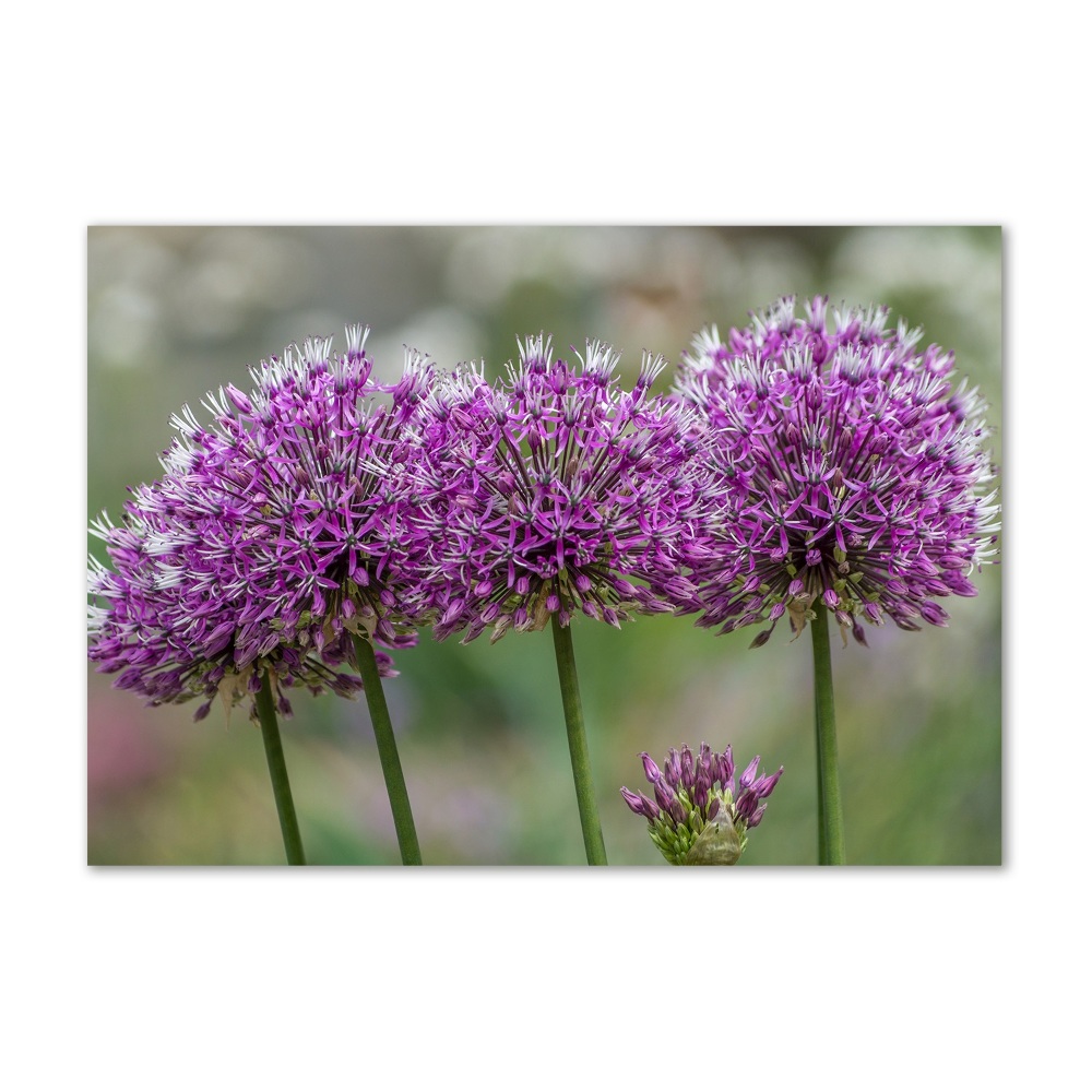 Tableau verre imprimé Fleur d'ail