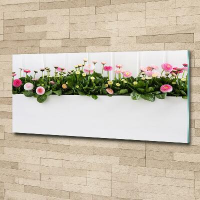 Tableau photo sur verre Marguerites roses