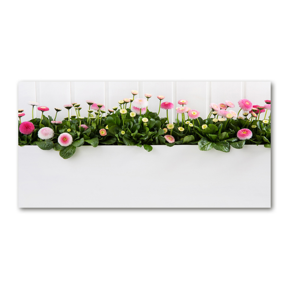 Tableau photo sur verre Marguerites roses