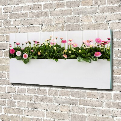 Tableau photo sur verre Marguerites roses