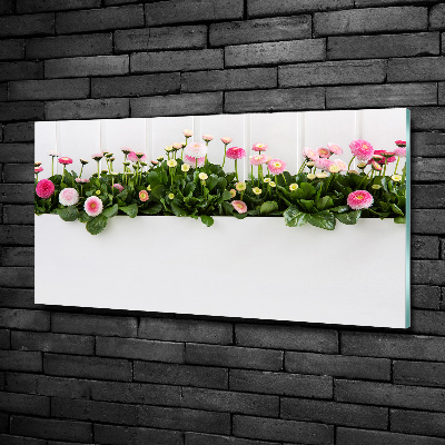 Tableau photo sur verre Marguerites roses