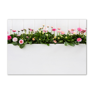 Tableau photo sur verre Marguerites roses