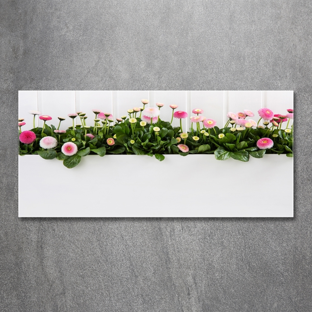 Tableau photo sur verre Marguerites roses