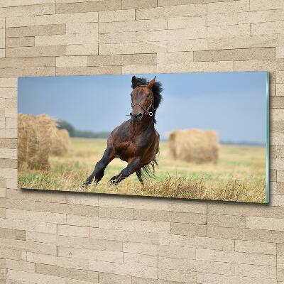 Tableau verre imprimé Cheval au galop