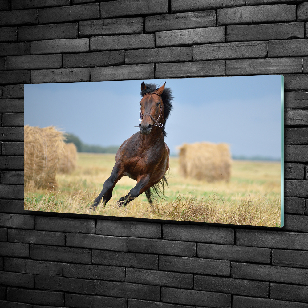 Tableau verre imprimé Cheval au galop