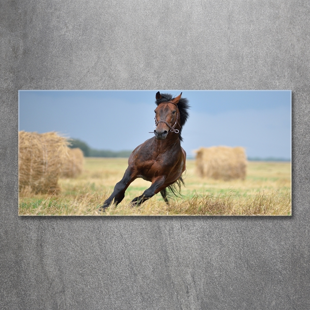 Tableau verre imprimé Cheval au galop