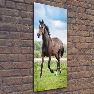 Tableau photo sur verre Cheval dans le champ