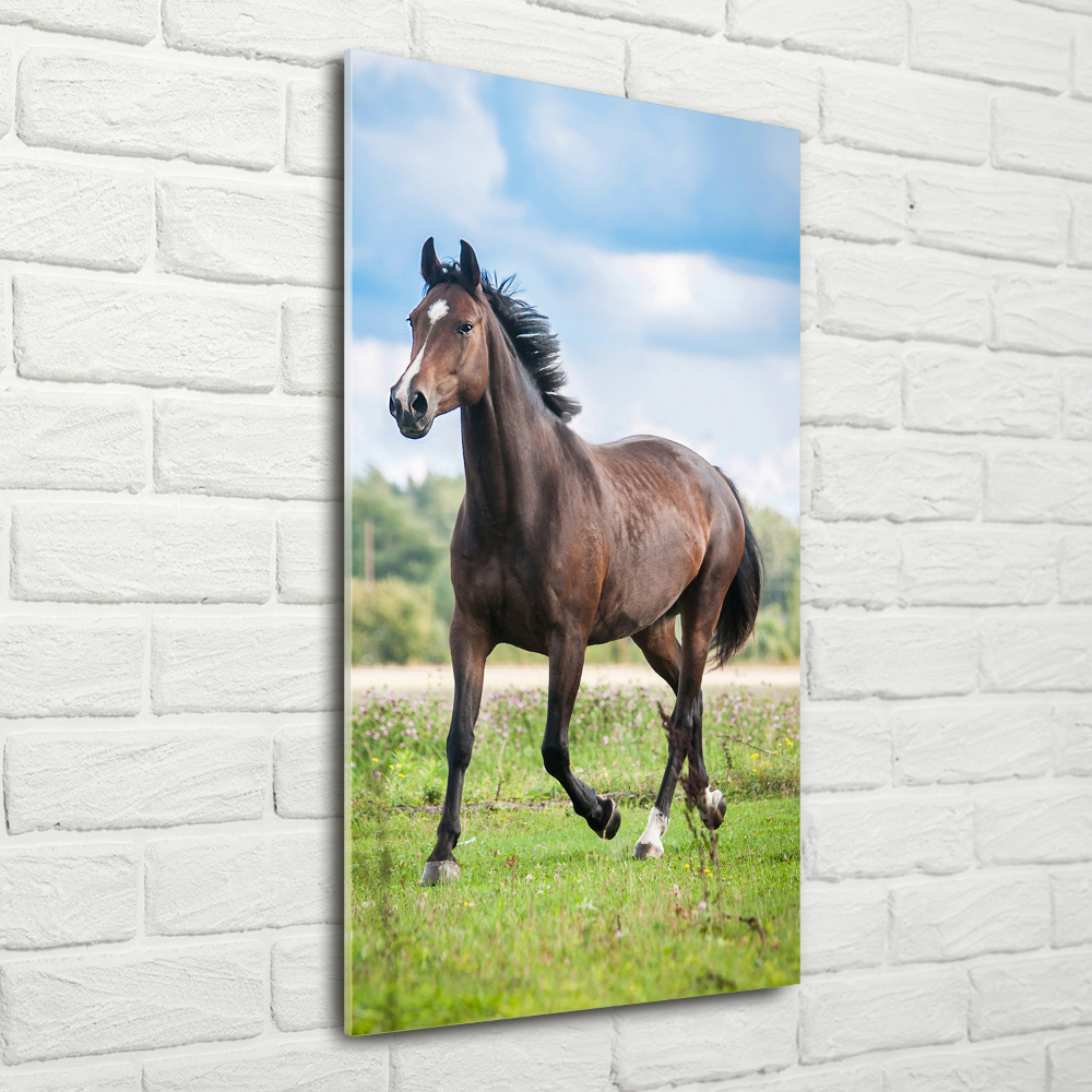 Tableau photo sur verre Cheval dans le champ