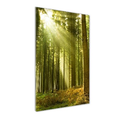 Tableau verre imprimé Soleil dans la forêt