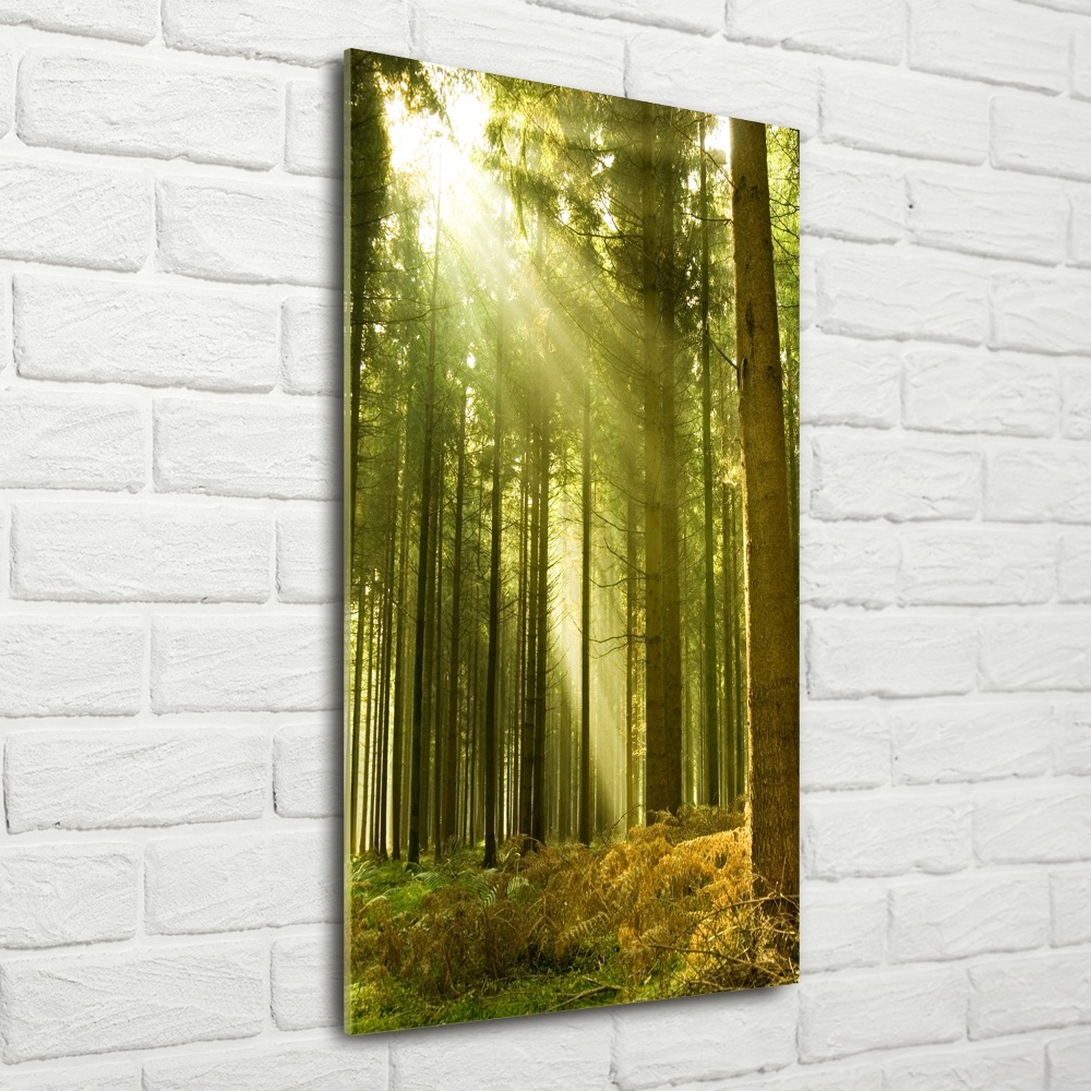 Tableau verre imprimé Soleil dans la forêt