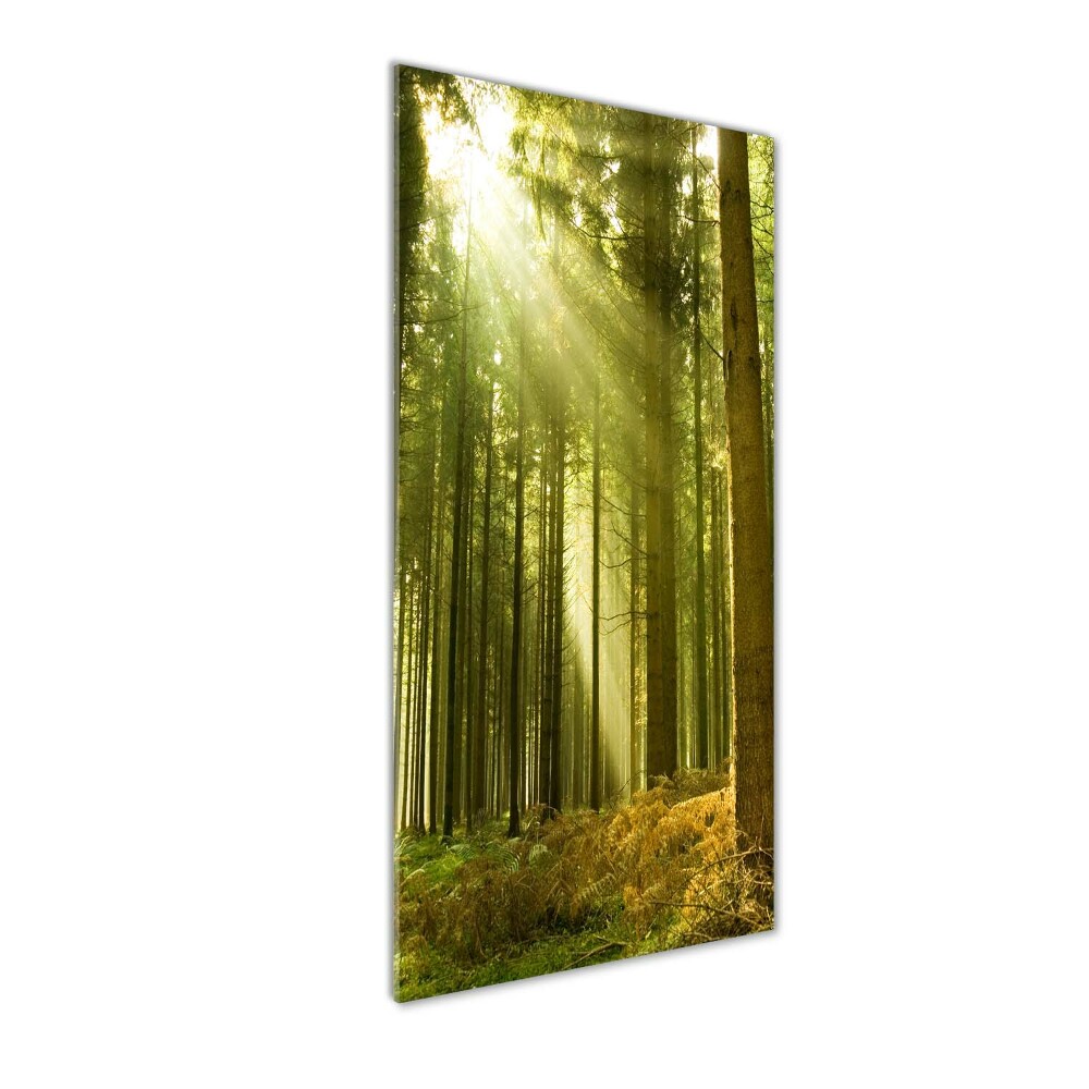 Tableau verre imprimé Soleil dans la forêt