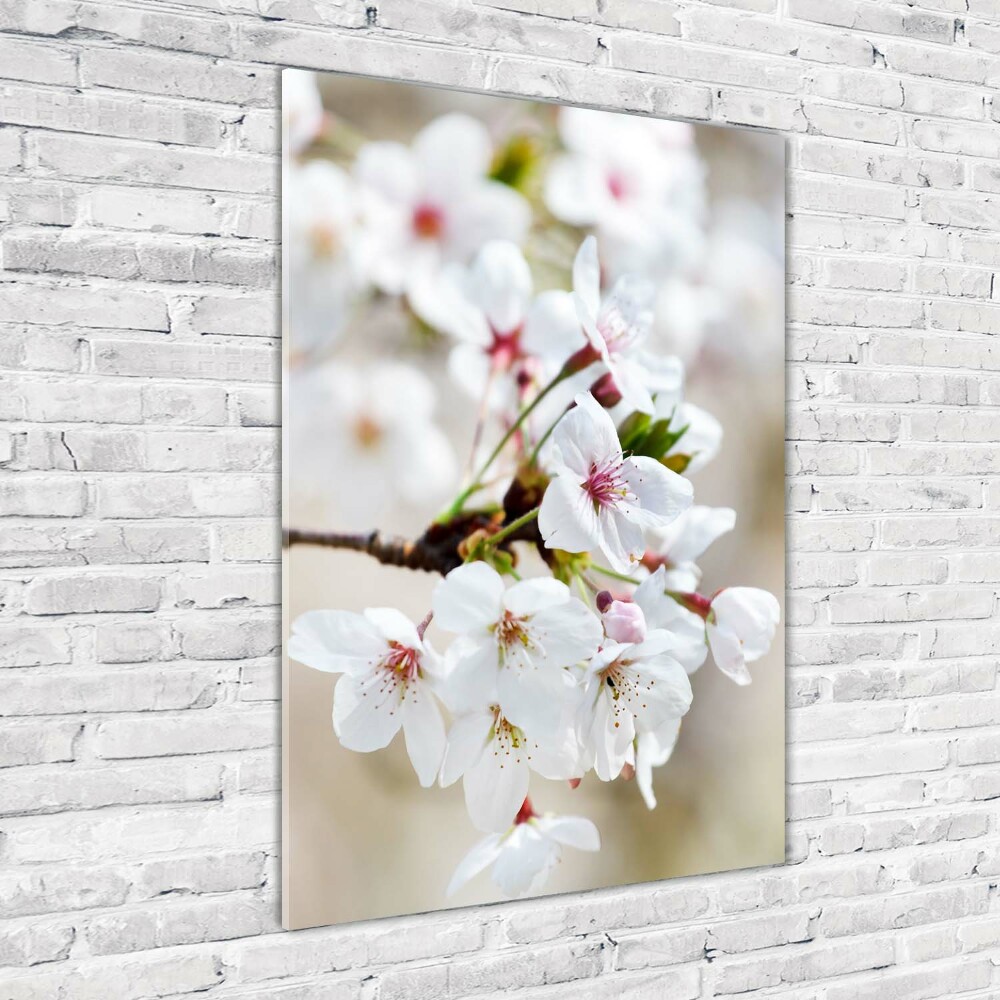 Tableau imprimé sur verre Cerisier en fleur