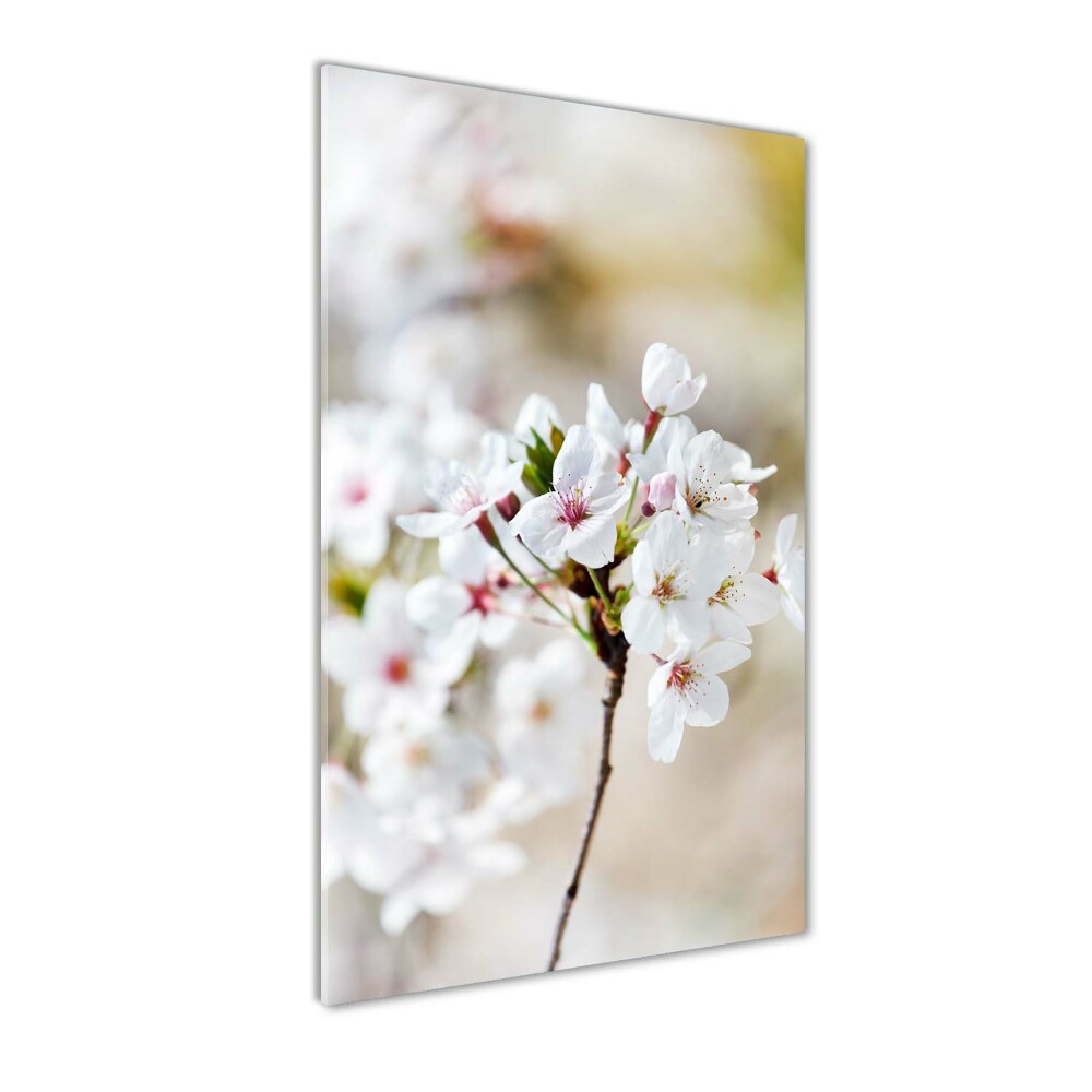 Tableau imprimé sur verre Cerisier en fleur