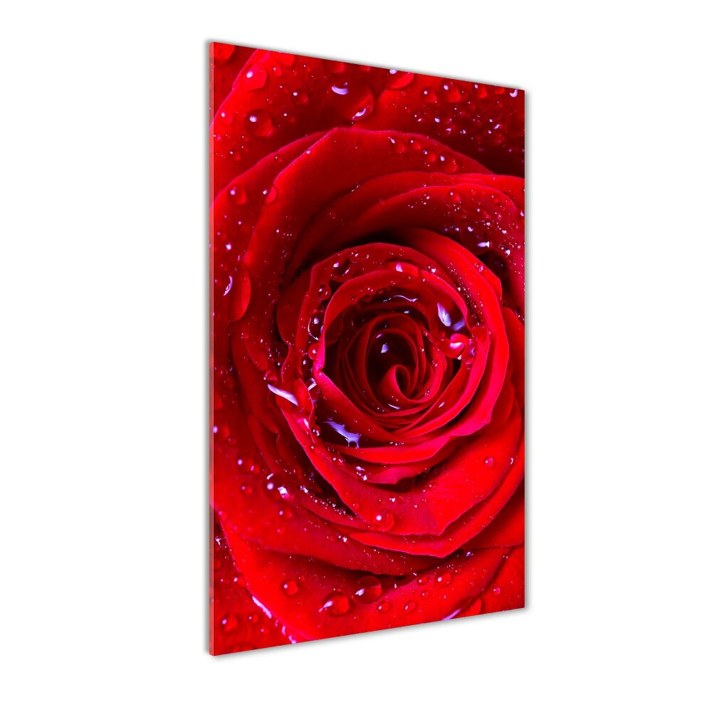 Tableau verre imprimé Rose rouge