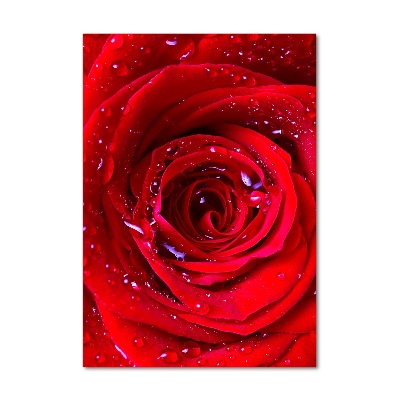 Tableau verre imprimé Rose rouge