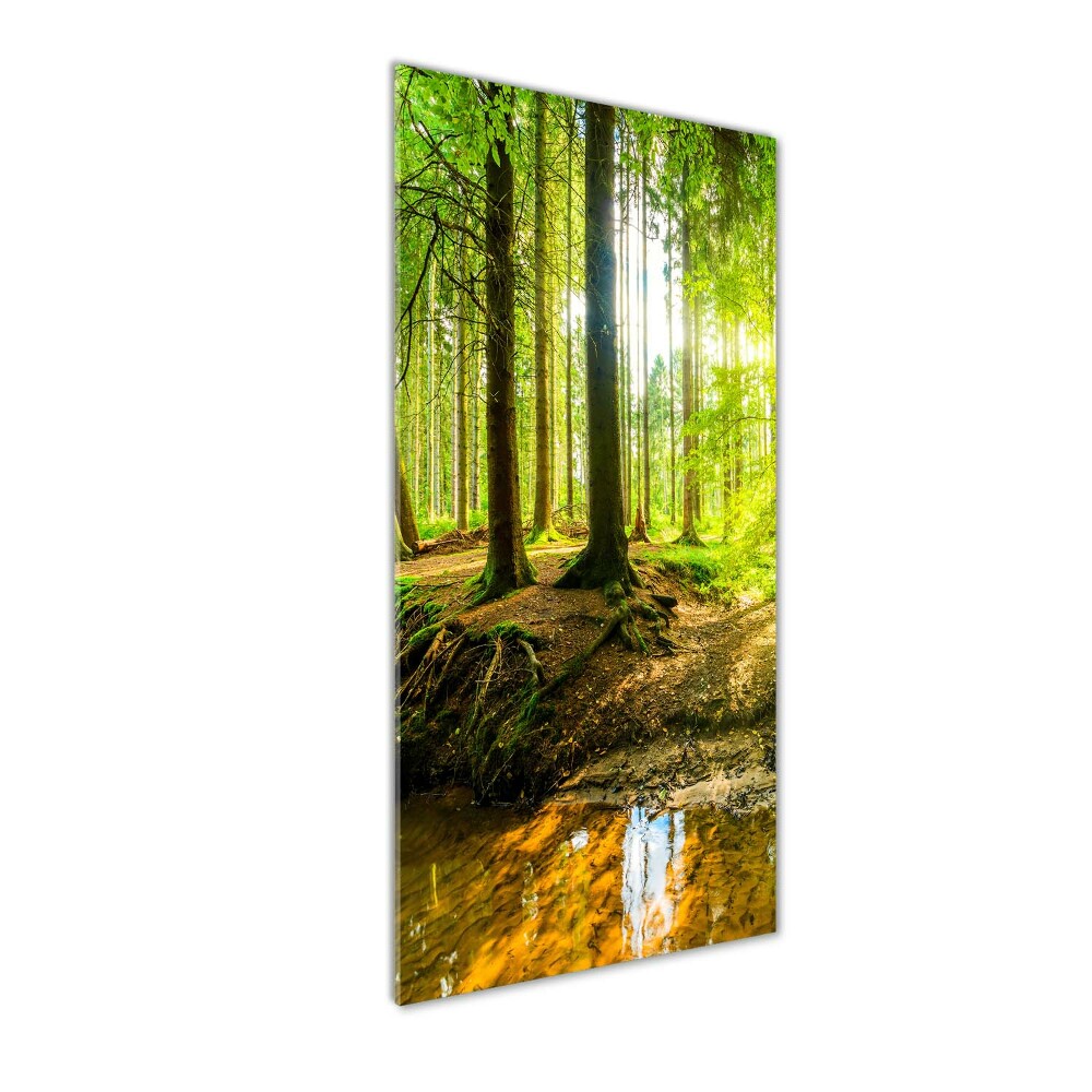 Tableau photo sur verre Soleil dans la forêt