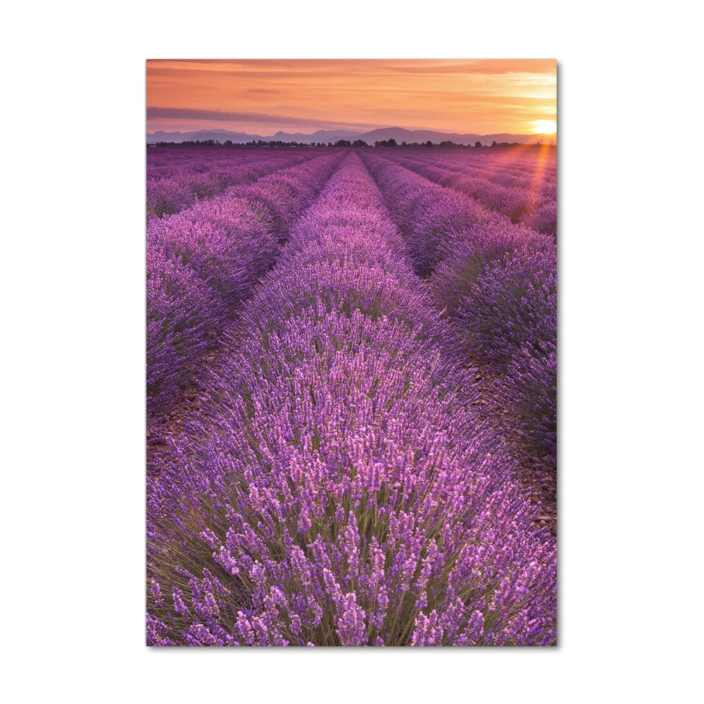 Tableau imprimé sur verre Champ de lavande