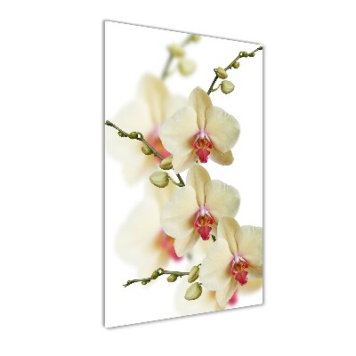 Tableau verre imprimé Orchidée plante