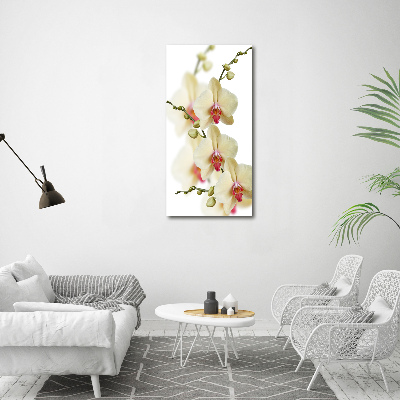 Tableau verre imprimé Orchidée plante