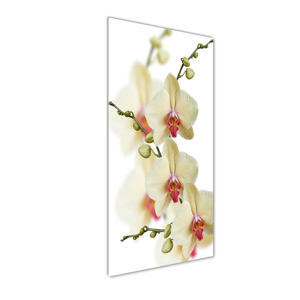 Tableau verre imprimé Orchidée plante