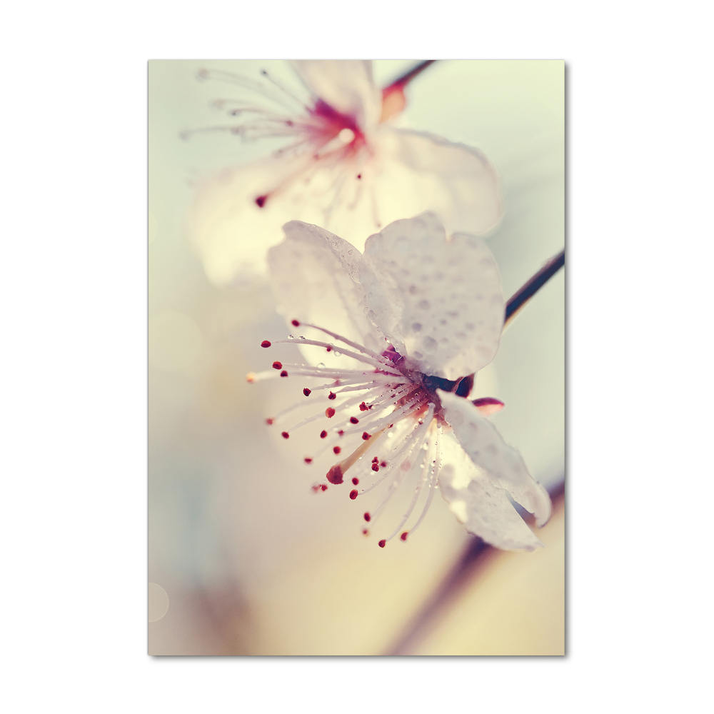 Tableau verre imprimé Fleur de cerisier plante