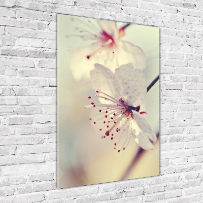Tableau verre imprimé Fleur de cerisier plante