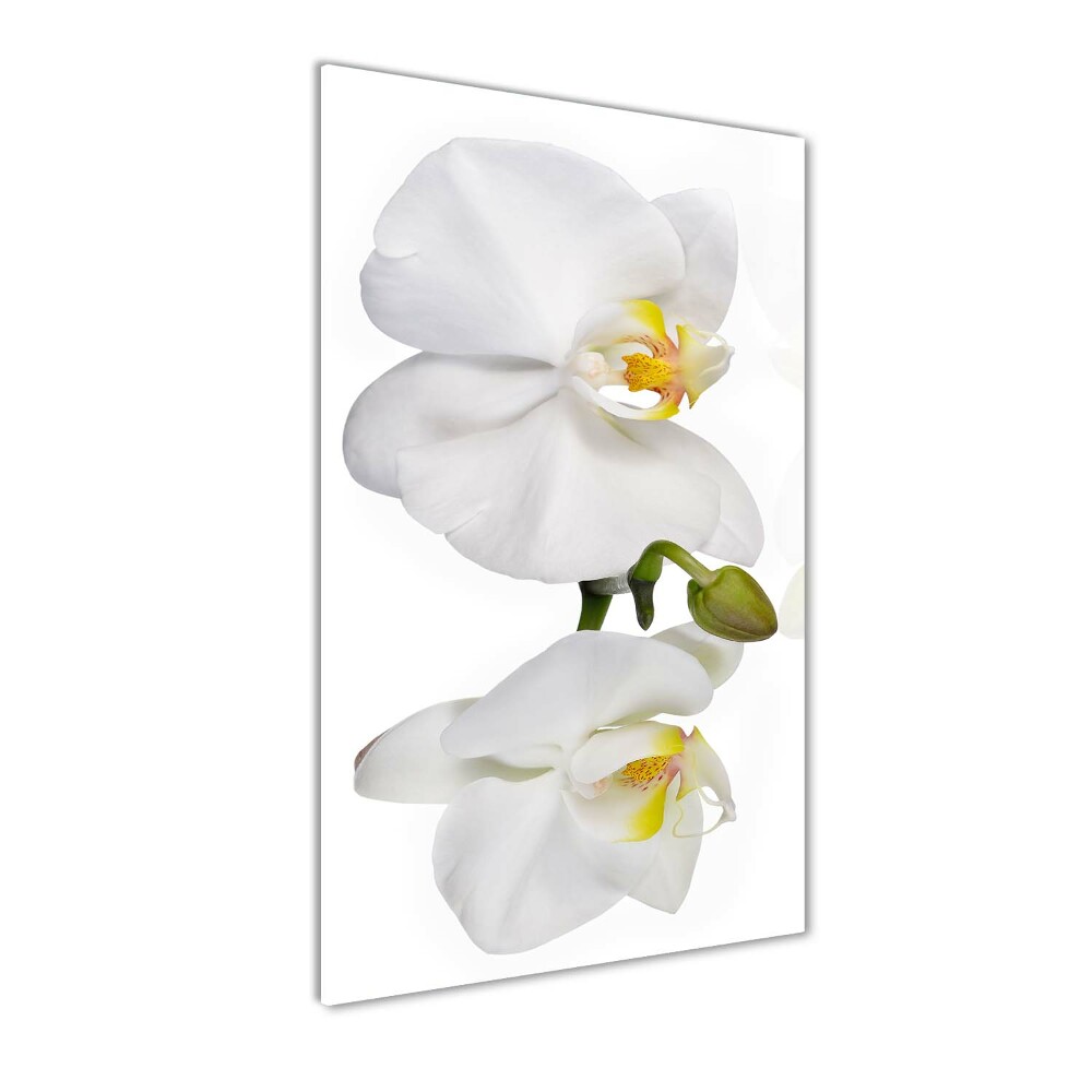 Tableau photo sur verre Orchidée blanche