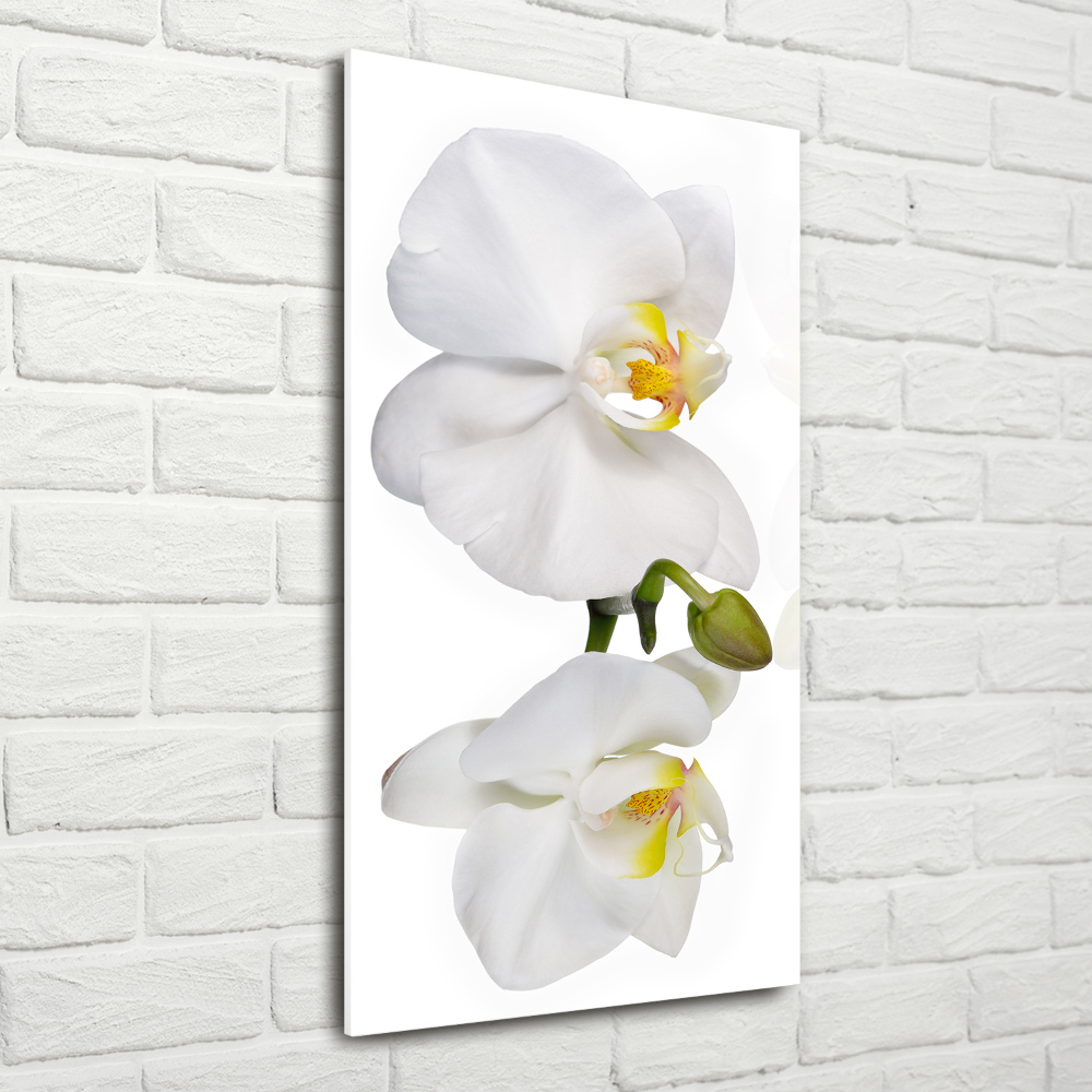Tableau photo sur verre Orchidée blanche