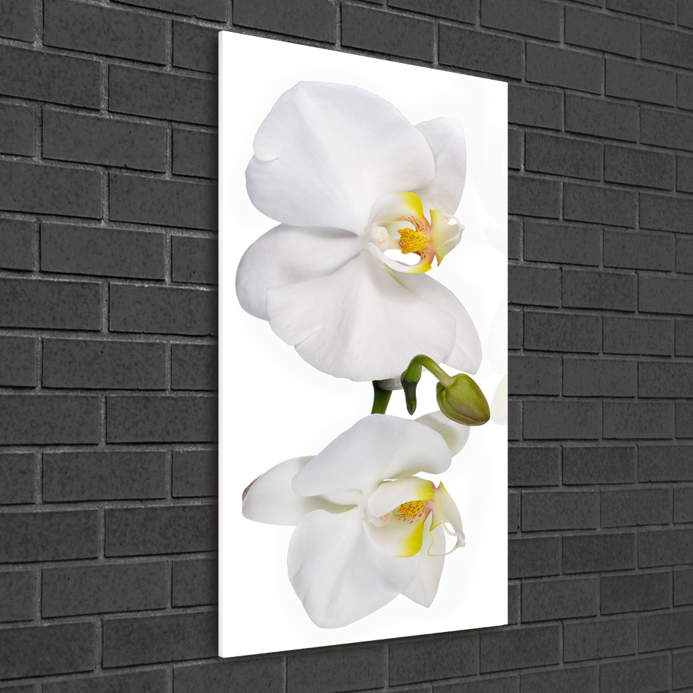 Tableau photo sur verre Orchidée blanche