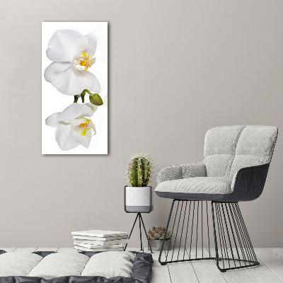 Tableau photo sur verre Orchidée blanche