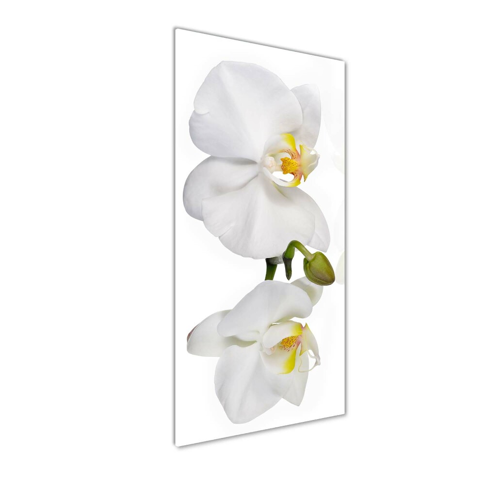 Tableau photo sur verre Orchidée blanche