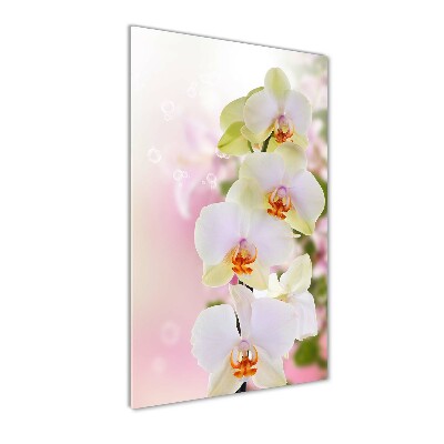 Tableau imprimé sur verre Orchidée blanche