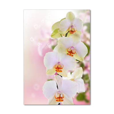 Tableau imprimé sur verre Orchidée blanche