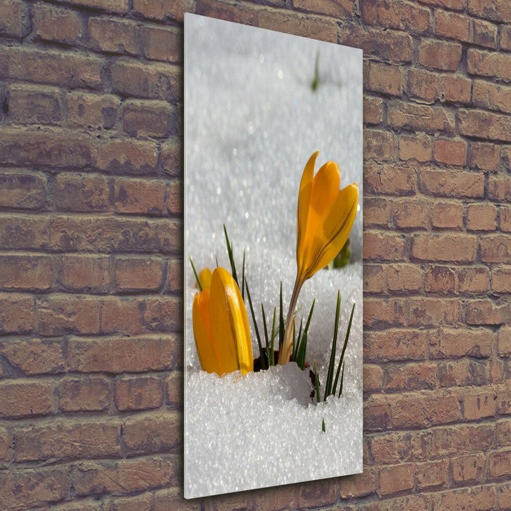 Tableau imprimé sur verre Crocus jaunes