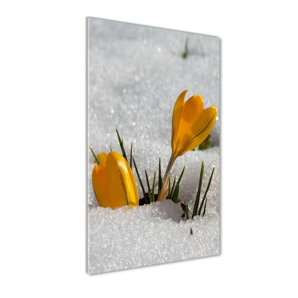 Tableau imprimé sur verre Crocus jaunes