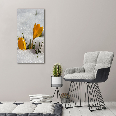 Tableau imprimé sur verre Crocus jaunes