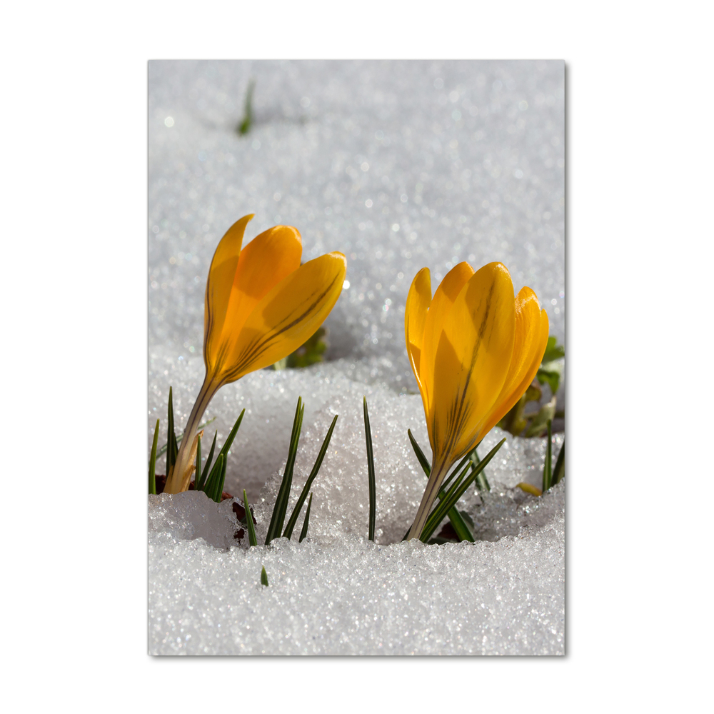 Tableau imprimé sur verre Crocus jaunes