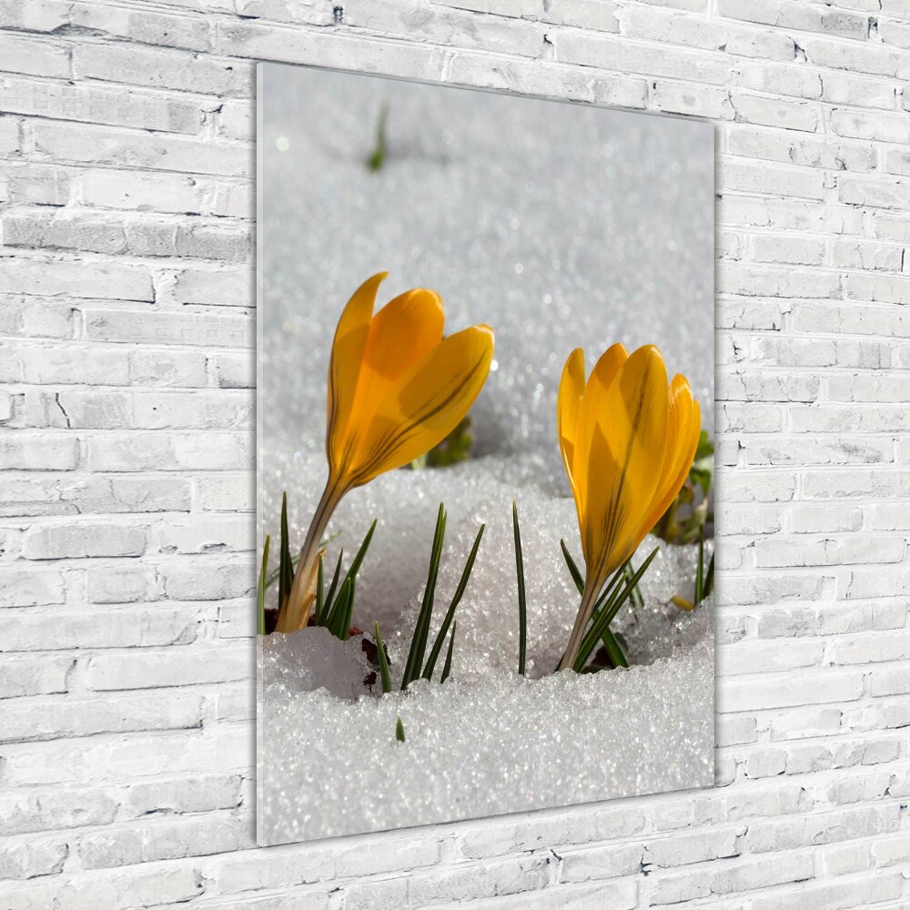 Tableau imprimé sur verre Crocus jaunes