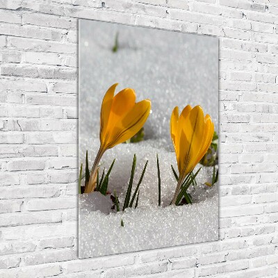 Tableau imprimé sur verre Crocus jaunes