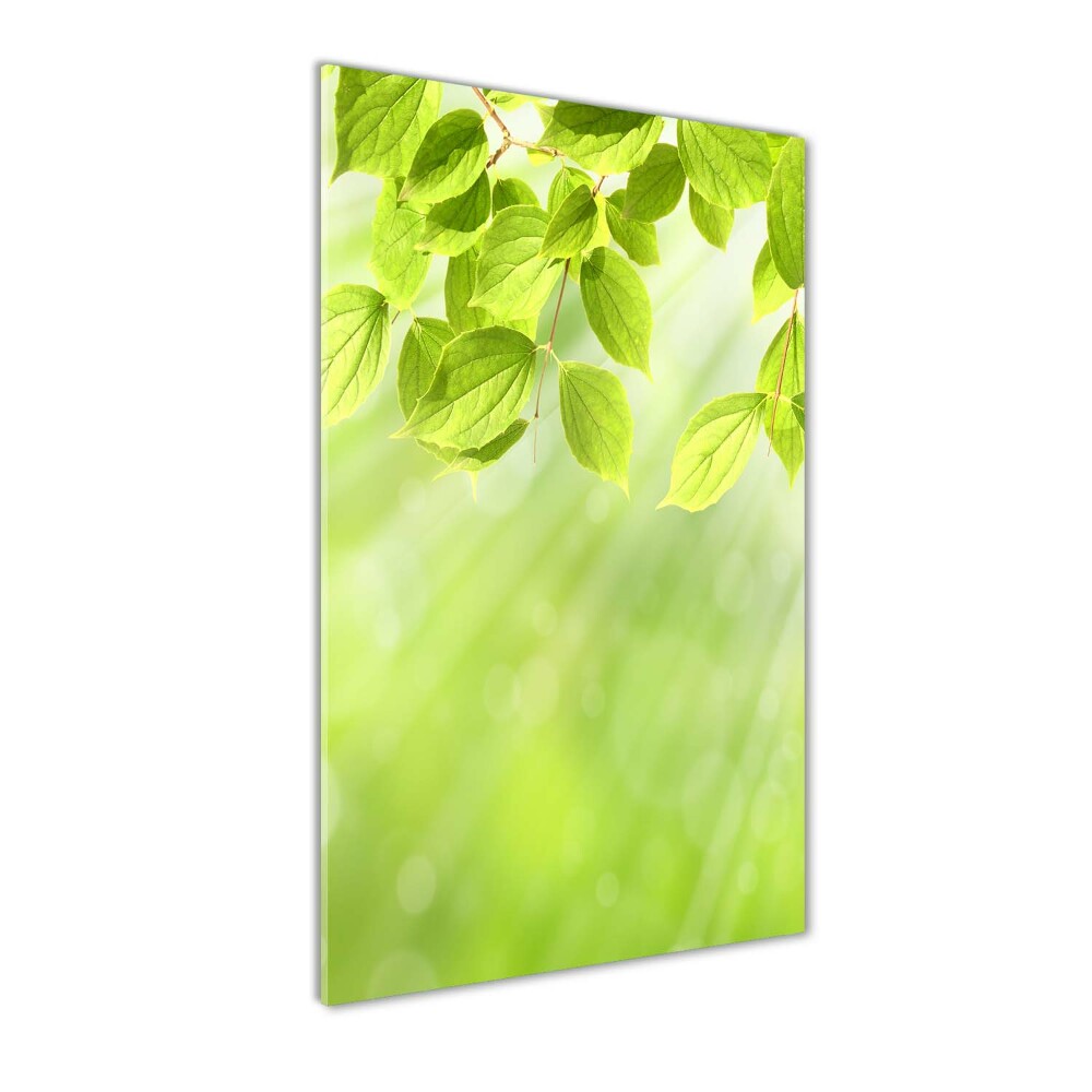 Tableau photo sur verre Feuilles vertes