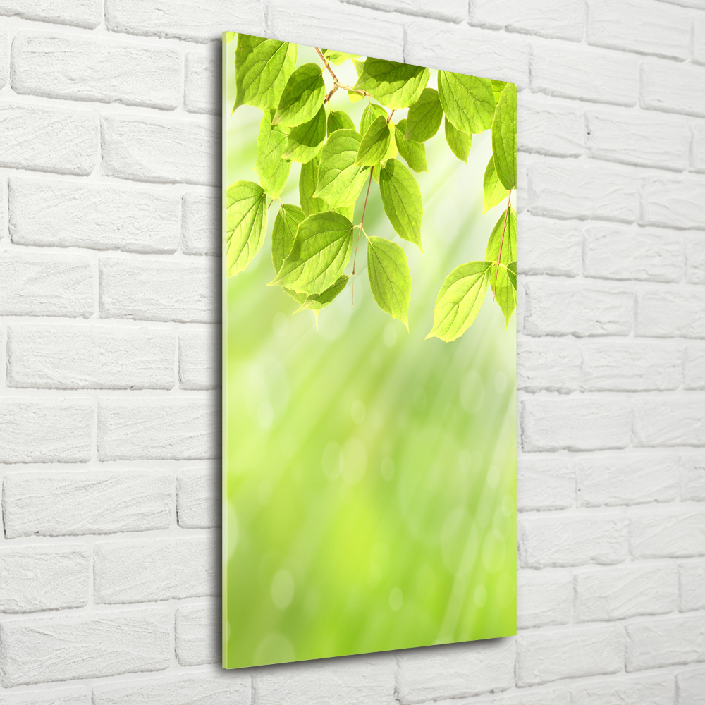 Tableau photo sur verre Feuilles vertes